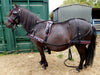 Horse harness